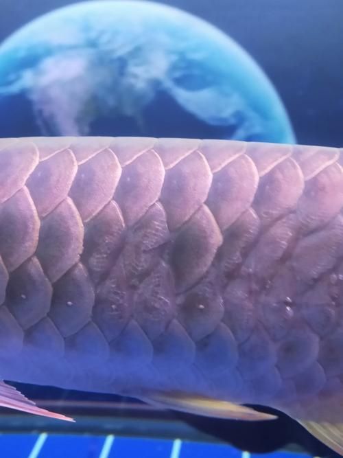 龍魚魚鱗充血圖片