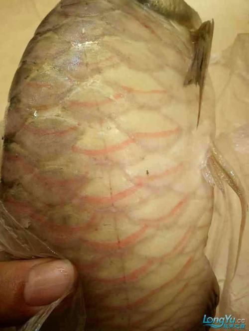 龍魚魚鱗充血圖片