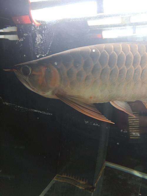 龍魚魚鱗充血圖片