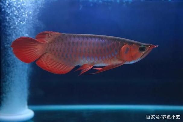 龍魚魚鱗充血圖片