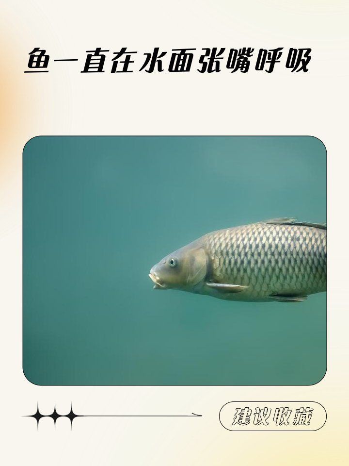 龍魚浮頭呼吸