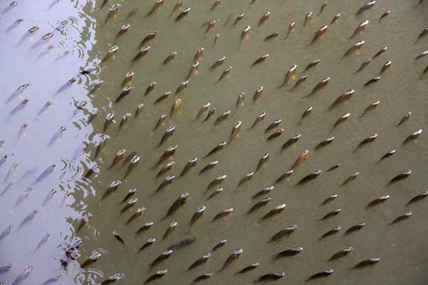 龍魚浮頭呼吸
