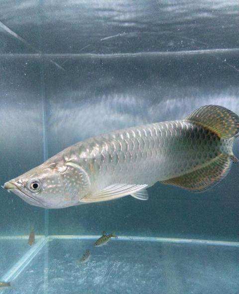 澳洲龍魚跟金龍魚區別大嗎