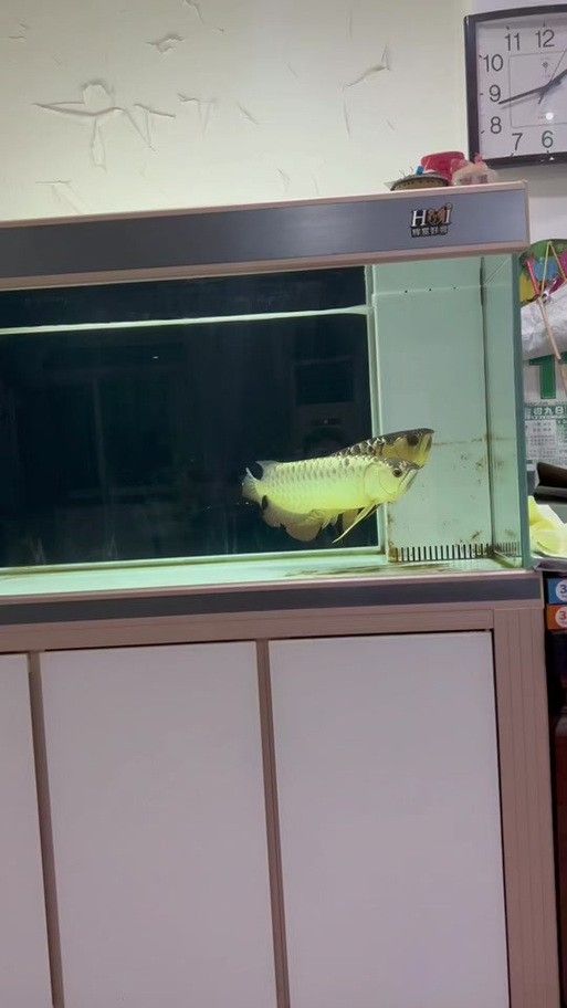 金龍魚怎么分別公母圖解大全 金龍魚怎么分別公母圖解大全 龍魚百科 第12張