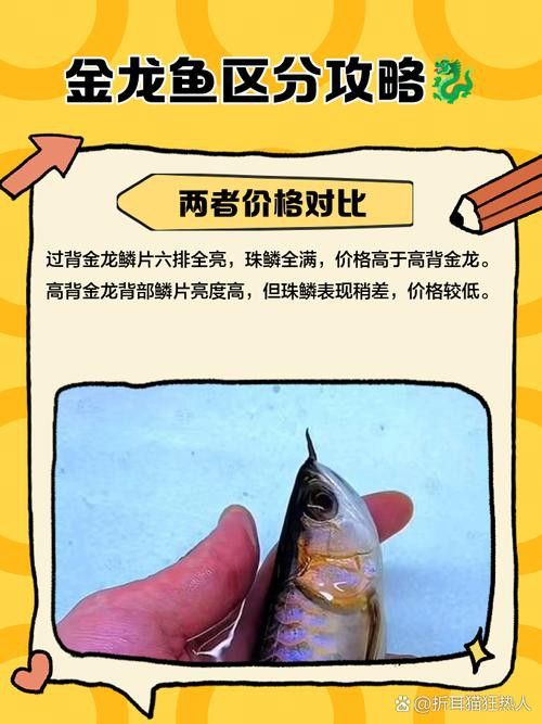 金龍魚怎么分別公母圖解大全 金龍魚怎么分別公母圖解大全 龍魚百科 第11張