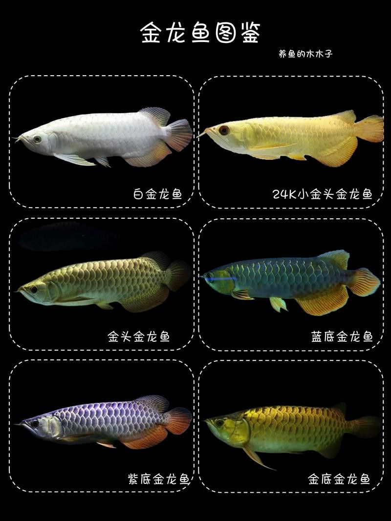 金龍魚怎么分別公母圖解大全 金龍魚怎么分別公母圖解大全 龍魚百科 第15張
