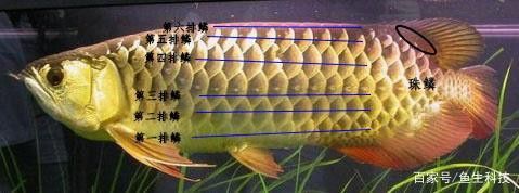 金龍魚怎么分別公母圖解大全 金龍魚怎么分別公母圖解大全 龍魚百科 第17張