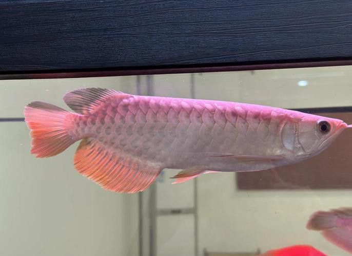 金龍魚怎么分別公母圖解大全 金龍魚怎么分別公母圖解大全 龍魚百科 第36張