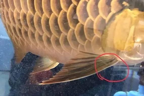 金龍魚怎么分別公母圖解大全 金龍魚怎么分別公母圖解大全 龍魚百科 第37張