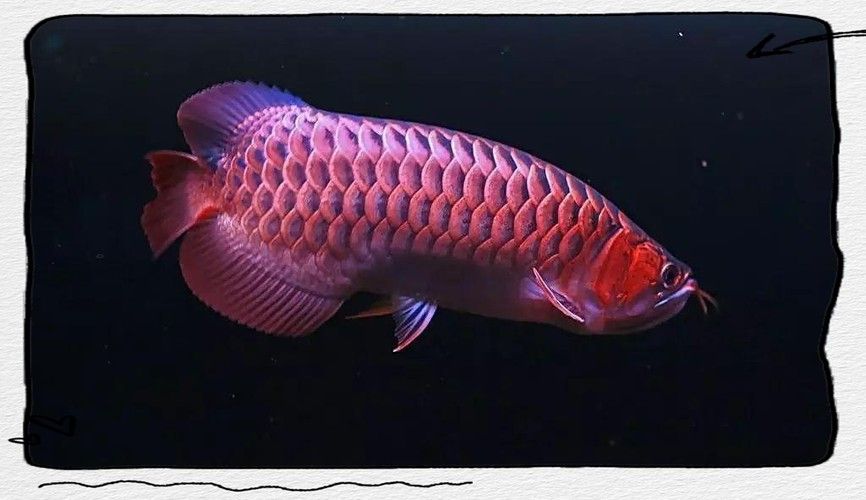 紅龍魚怎么養會更紅呢圖片