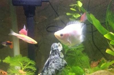 鉆石火箭魚能和龍魚混養嗎（鉆石火箭魚與龍魚混養的可能性有多大？）