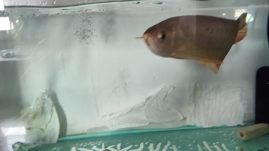 哪些食物有助于龍魚恢復？