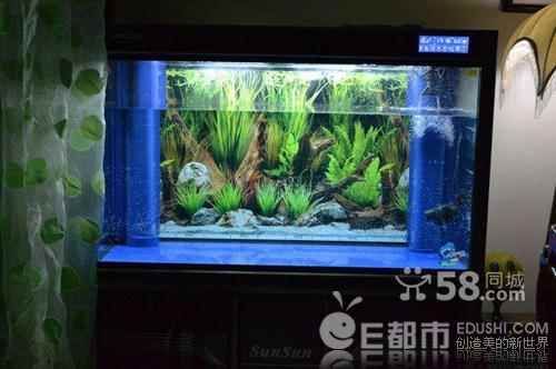 龍魚缸需要造浪嗎：龍魚缸配備造浪泵時，可能會考慮多種因素