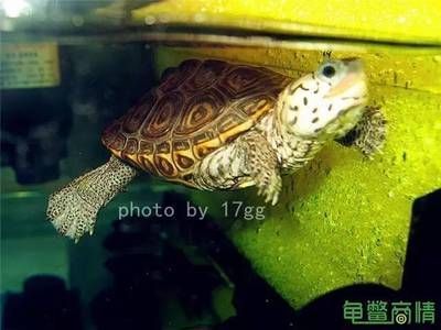 龍魚吃蝦干的可行性分析（龍魚可以吃蝦干嗎？）