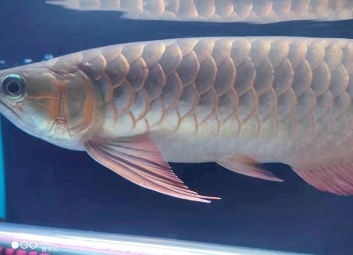 龍魚喂食的頻率和量：50公分的龍魚喂食的頻率和量