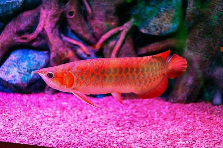 龍魚喂食的頻率和量：50公分的龍魚喂食的頻率和量