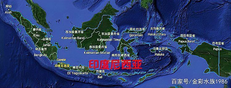 紅龍魚是哪里的品種圖片