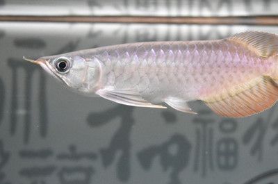 龍魚寄生蟲鱗片圖片：龍魚寄生蟲的自我診斷方法