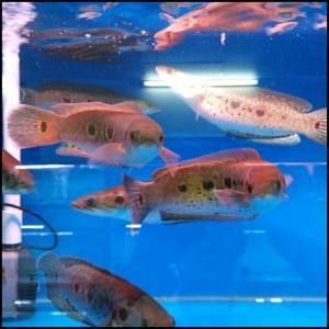 家養常見的大型觀賞魚：家養常見的大型觀賞魚種類