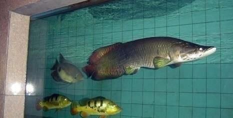 家養常見的大型觀賞魚：家養常見的大型觀賞魚種類