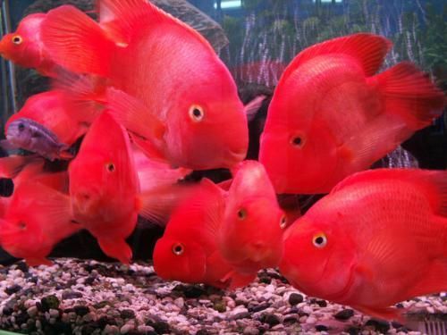 家養常見的大型觀賞魚：家養常見的大型觀賞魚種類
