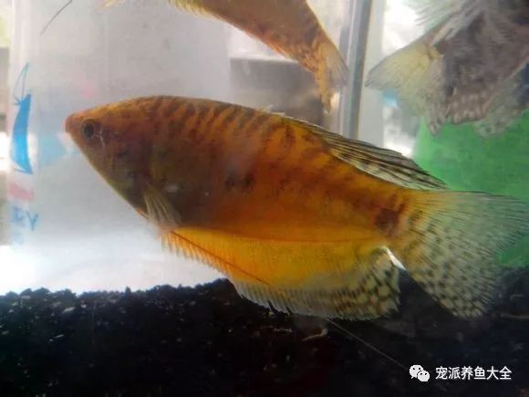 藍曼龍魚苗怎么養