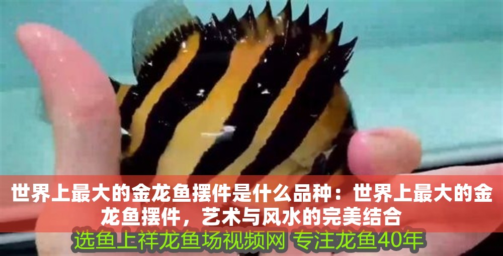 世界上最大的金龍魚擺件是什么品種：世界上最大的金龍魚擺件，藝術與風水的完美結合
