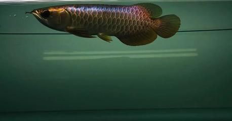 龍魚級別怎么分，如何挑選一段龍魚