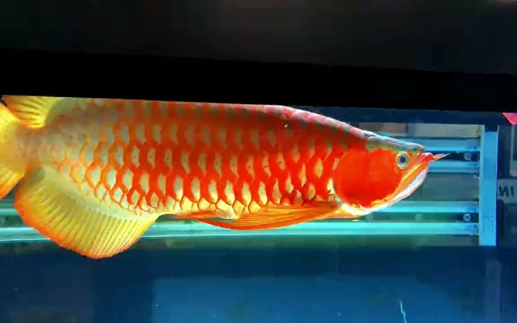龍魚級別怎么分，如何挑選一段龍魚