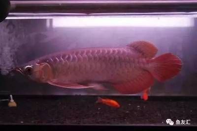 紅色龍魚的價格（紅色龍魚價格多少錢一條）