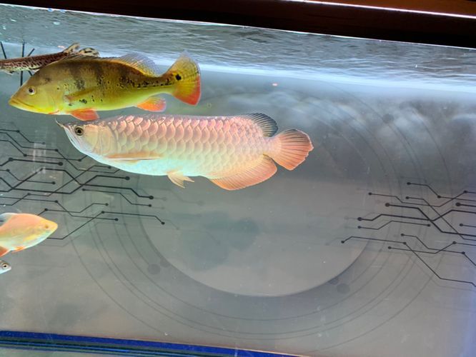 龍魚有多重