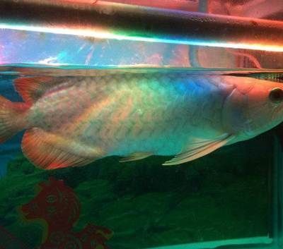 藍(lán)背金龍魚(yú)多少錢(qián)