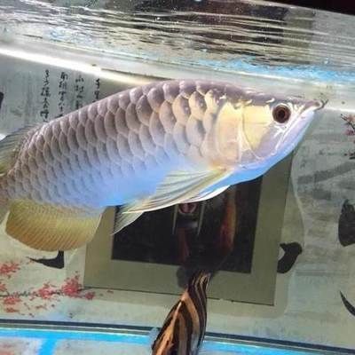 藍(lán)背金龍魚(yú)多少錢(qián)