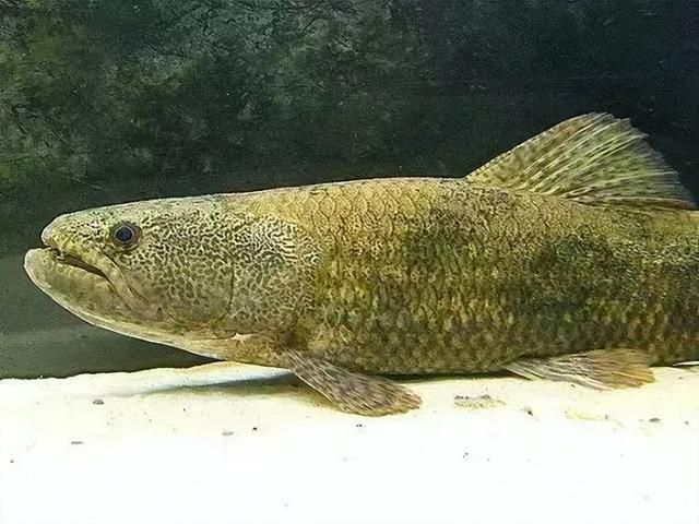 雷龍魚最兇猛排行