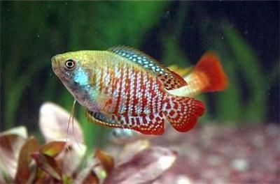 血紅龍和金龍魚能混養(yǎng)嗎，：血紅龍和金龍魚可以混養(yǎng)嗎