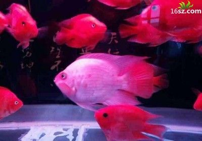 血紅龍和金龍魚能混養(yǎng)嗎，：血紅龍和金龍魚可以混養(yǎng)嗎