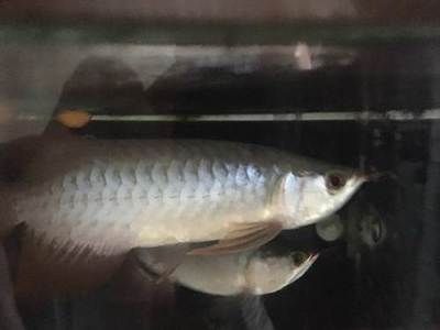 血紅龍和金龍魚能混養(yǎng)嗎，：血紅龍和金龍魚可以混養(yǎng)嗎