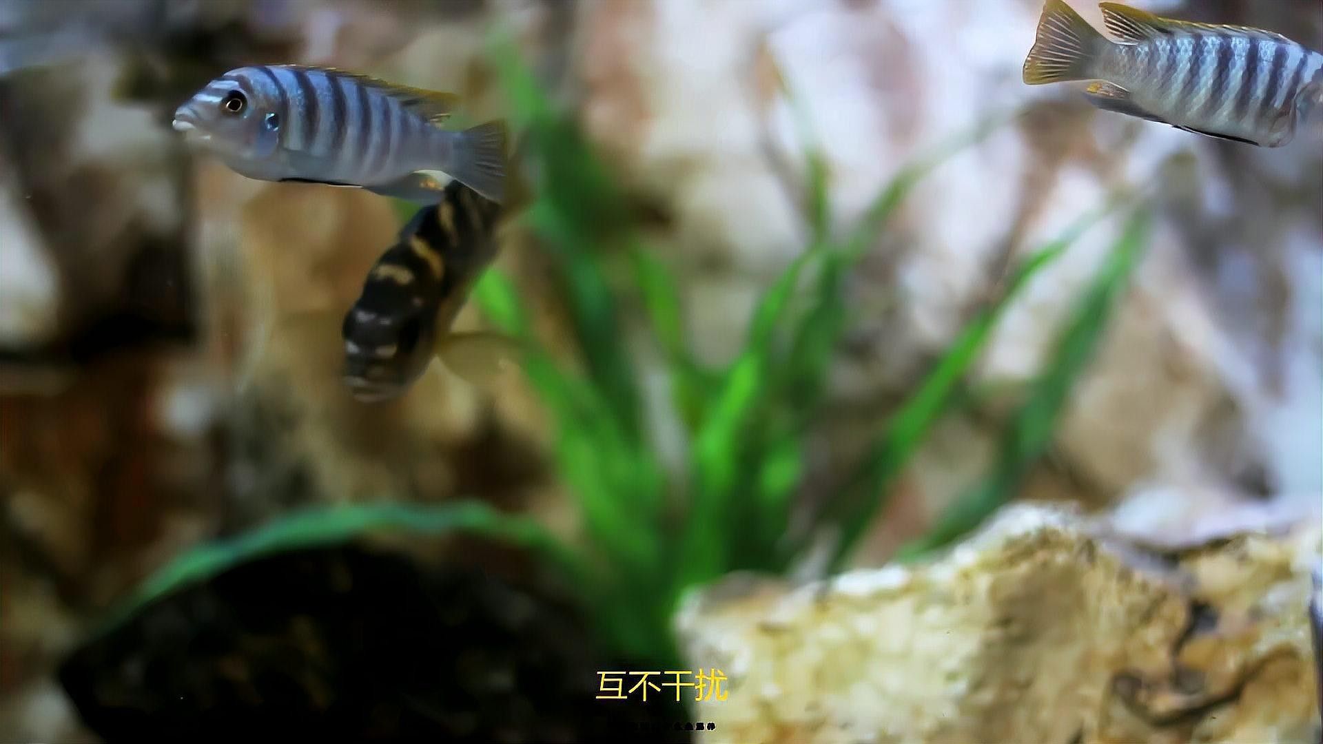 黃曼龍魚可以和金魚一起養嗎