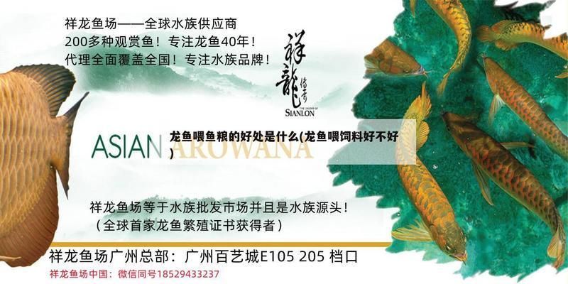 龍魚喂魚糧好嗎視頻講解：喂龍魚吃魚糧有益嗎？