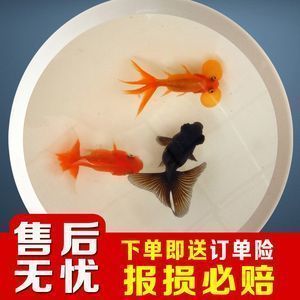 龍魚飼料魚混養好嗎怎么喂：龍魚飼料與魚類混養需考慮食物種類、喂食量及投喂方式