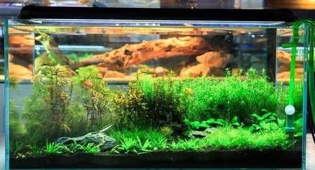 魚缸過濾器清洗視頻教程（魚缸過濾棉正確清洗方法）