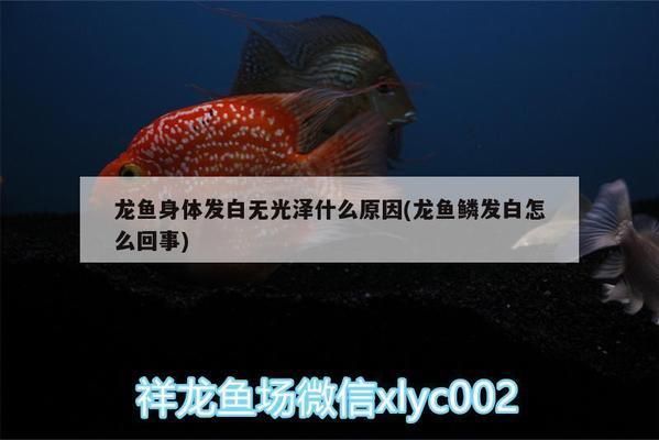 龍魚鰭發白
