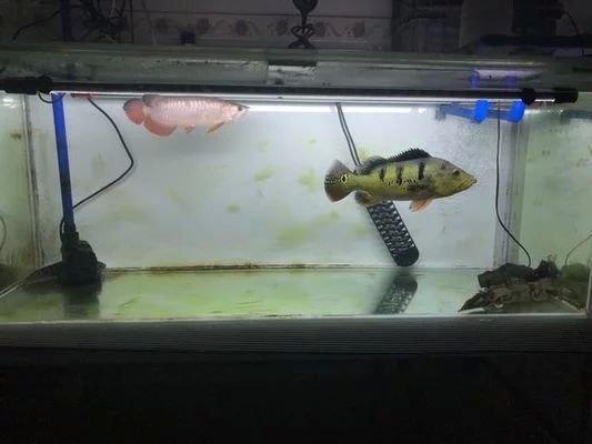 龍魚燈哪個(gè)品牌好貼吧：龍魚燈哪個(gè)品牌好