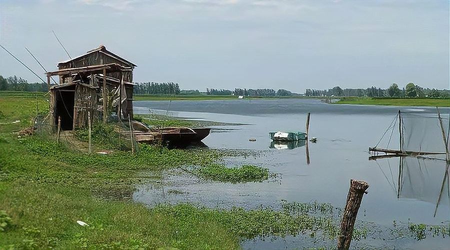 怎么挑選龍魚視頻教學(xué)