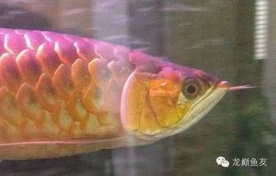 龍魚頭部起水泡：龍魚頭部起水泡可以分為兩種類型