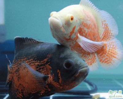 海象魚可以與銀龍魚混養嗎：探討銀龍魚與海象魚混養的可能性
