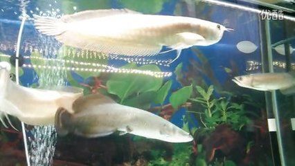 海象魚可以與銀龍魚混養嗎：探討銀龍魚與海象魚混養的可能性