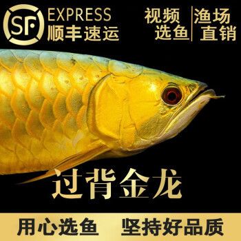 白子銀龍苗（黃化銀龍苗）（白子銀龍苗最佳飼養環境,黃化銀龍苗價格及市場趨勢）