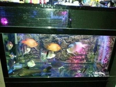 紅勾銀版魚(yú)批發(fā)：紅勾丁銀板魚(yú)批發(fā)和貨源基地