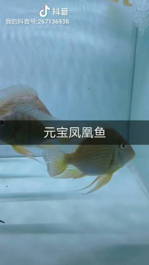龍魚和元寶鳳凰最簡單區分